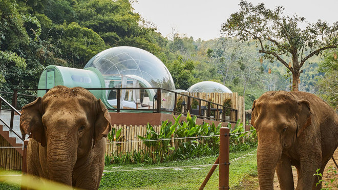 Jungle Bubble – Trải nghiệm khách sạn bong bóng giữa rừng voi Xứ Chùa Vàng