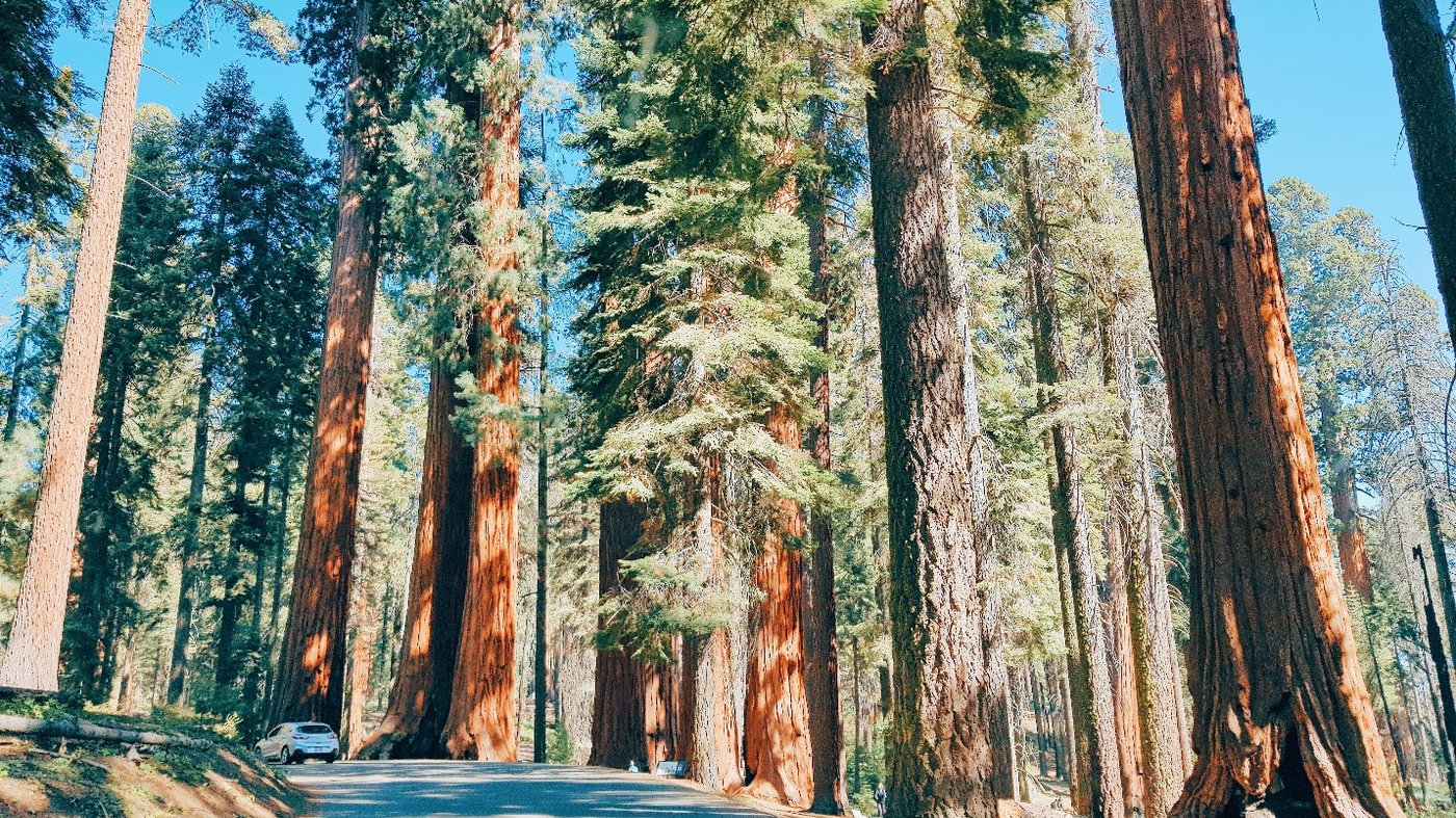 Sequoia National Park – khu rừng cổ tích của những "người khổng lồ" sống hơn 3000 năm